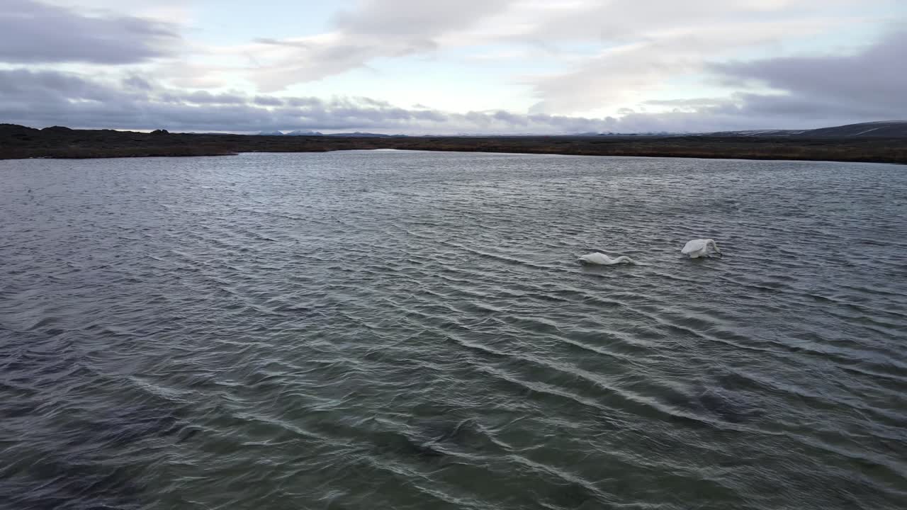 Two swans on a lake in a big lava field