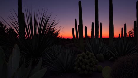 desert sunset with silhouetted cacti and agave