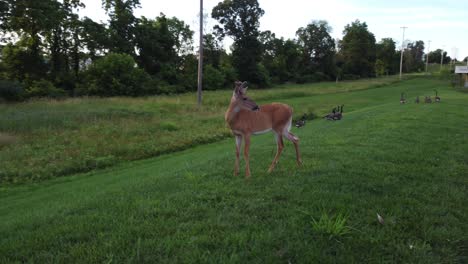 doe deer in a field at sunset-14