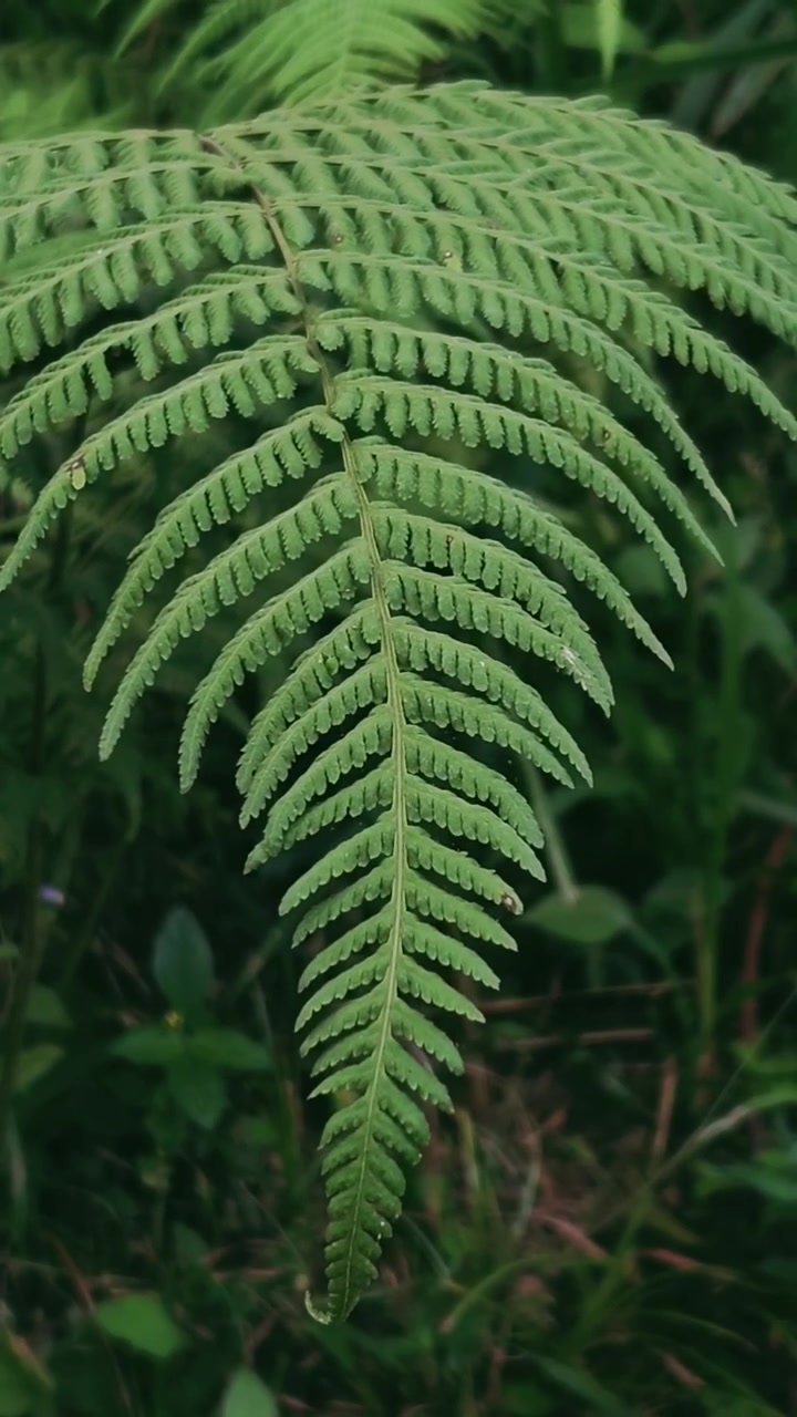 Close-up of a Green Fern Leaf in Nature