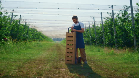 business farmer man looking camera at modern orchard near box near cherry tree.