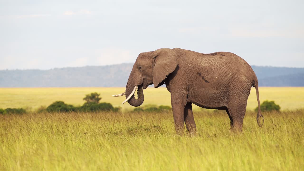 disparo en cámara lenta de un elefante de pie todavía alimentándose de hierba en la reserva nacional de maasai mara kenia, vida silvestre africana, áfrica animales de safari en la reserva de masai mara norte