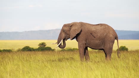 slow motion shot of elephant standing still feeding on grass in maasai mara national reserve kenya, african wildlife, africa safari animals in masai mara north conservancy