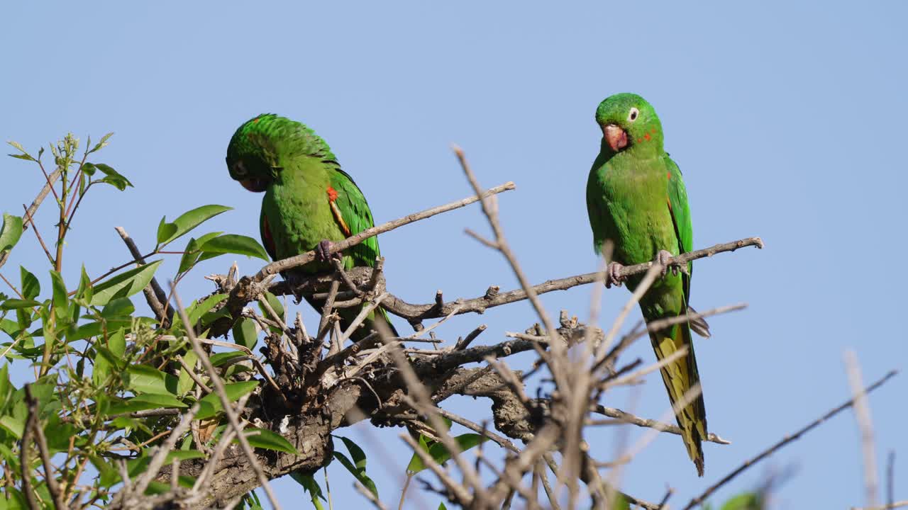 A pair of wild white-eyed parakeet, psittacara leucophthalmus perching side by side on the treetop against clear blue sky, one staring at the other one preening and grooming its feathers
