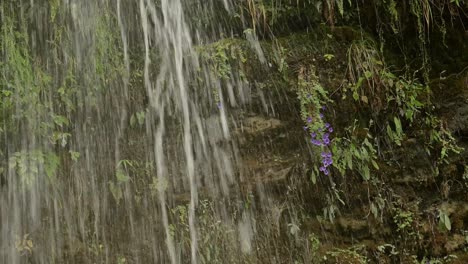 close up water in rocky waterfall in nepal, water falling close up with flowers in the himalayas