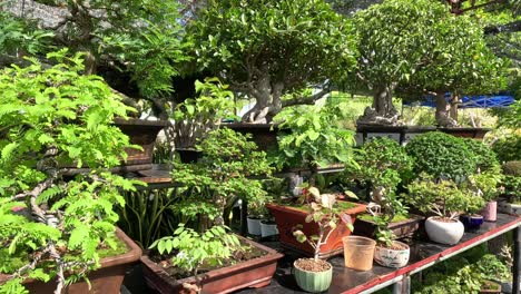 time-lapse of plants growing on a sunny balcony.