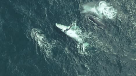 avistamiento de ballenas jorobadas en la costa de sydney