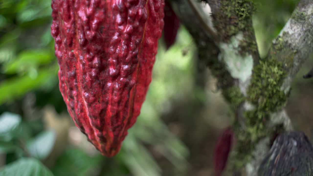 tiro macro de la planta de cacao rojo que crece en la selva tropical de ecuador durante el día soleado - américa del sur