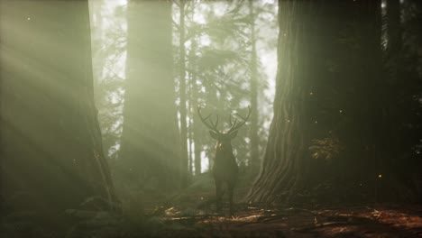 Beautiful-deer-in-the-forest-with-amazing-lights-at-morning