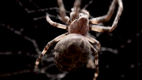 a spider crawls up the web to catch a tiny insect before eating it