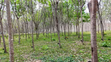 aerial view of a lush rubber plantation in phuket, thailand, showcasing orderly rows of trees under soft natural lighting