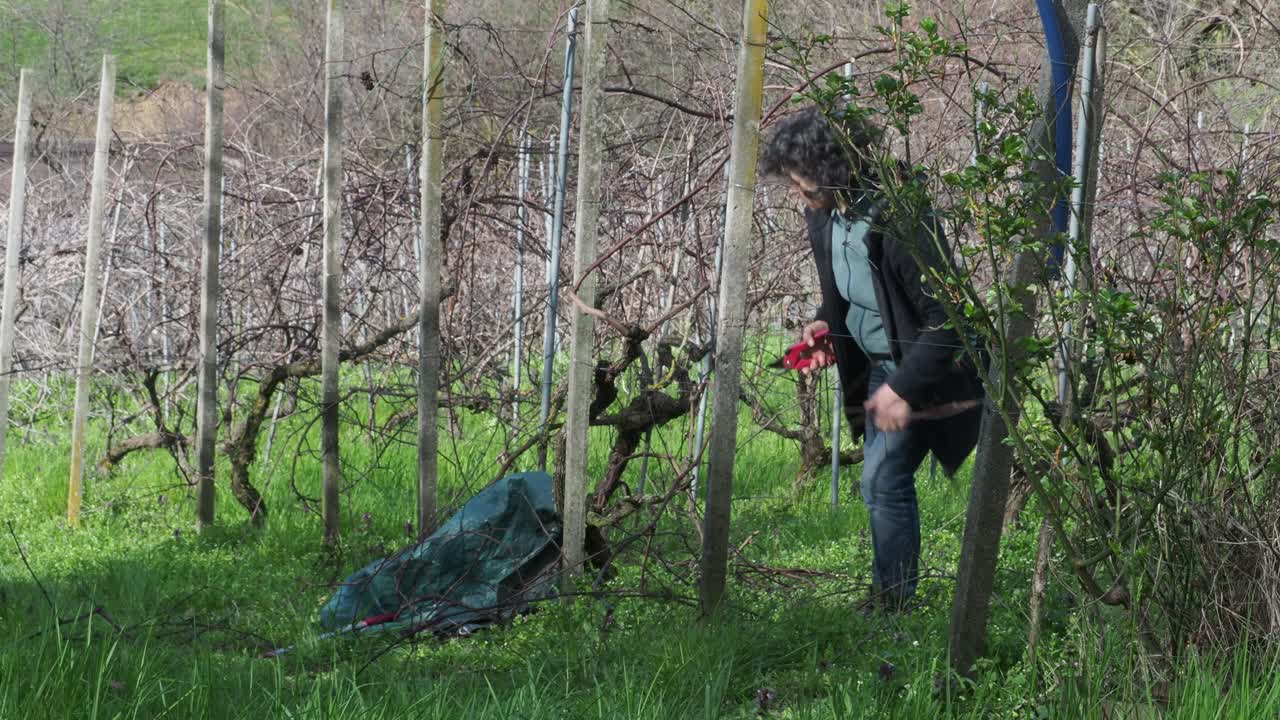 female farmer works in a dormant vineyard near Castell’Arquato, Piacenza, pruning grapevine canes beside a green garden sack, surrounded by bare rows and hills, real time, wide static camera view