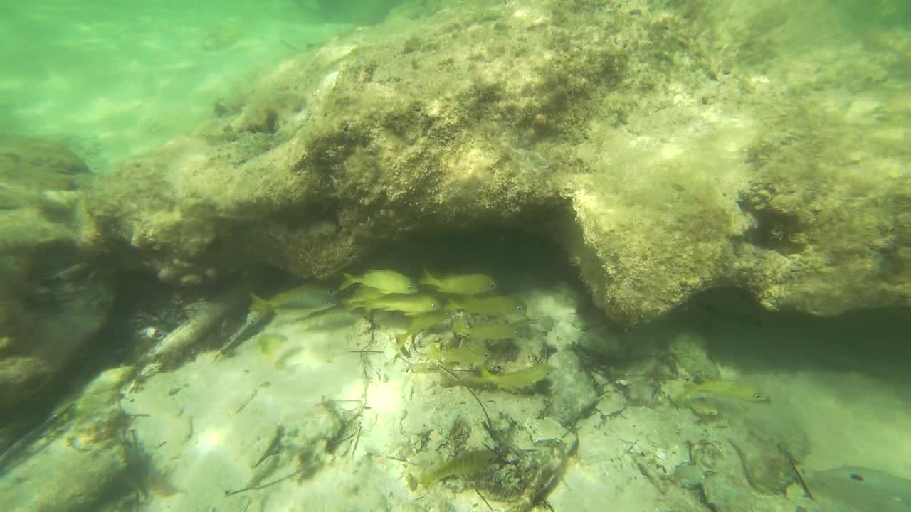 variedad de peces comiendo cerca de tulum en mexico