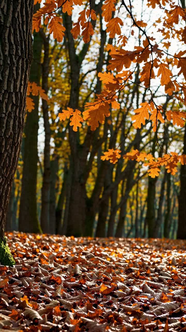 Low-angle video frame capturing vibrant autumn leaves on trees and ground, creating a warm