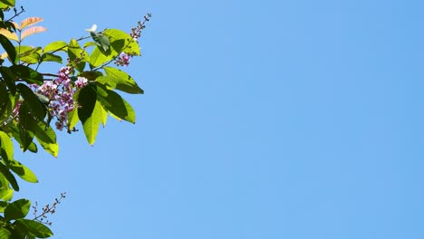 leaves and flowers sway gently in the breeze