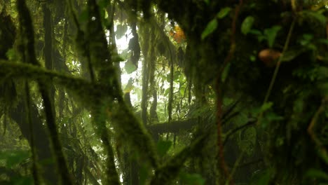 Peek-into-misty-jungle-through-branches