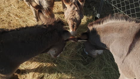 close up top view showing group of young donkeys eating hay on sunny day outdoors on farm