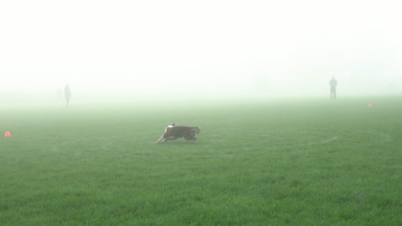 Søt Border Collie-hund løper og hopper høyt for å fange en rød frisbee på en kald tåkete vintermorgen, men bommer