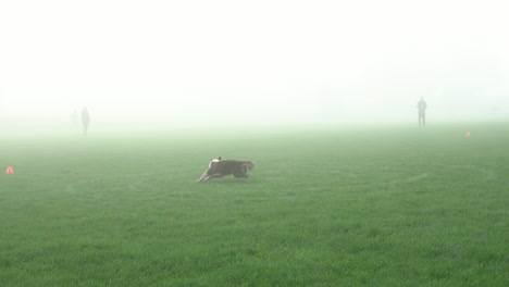 Cute-Border-Collie-Dog-Runs-and-Jumps-High-to-catch-a-Red-Frisbee-on-a-cold-fog-winter-morning-but-misses