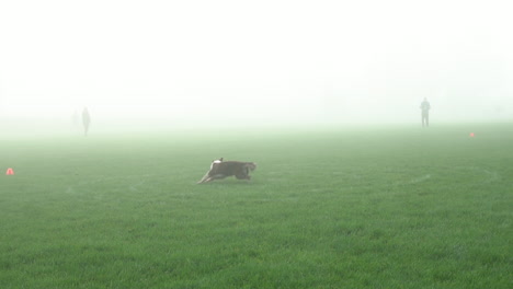 cute border collie dog runs and jumps high to catch a red frisbee on a cold fog winter morning but misses