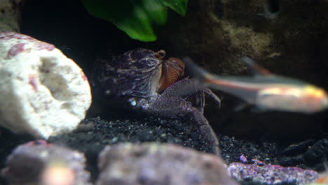 a red claw crab retreats from a fish in the foreground