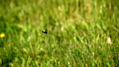 rear view of bee levitating and staying still in air against grassy green blurred background