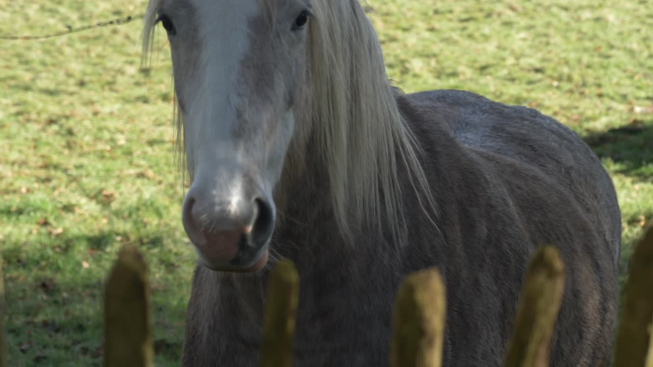 caballo irlandés gris pastando pacíficamente en un día soleado en el condado de meath, irlanda, escena rural tranquila