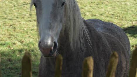 grey irish horse grazing peacefully on a sunny day in county meath, ireland, calm rural scene