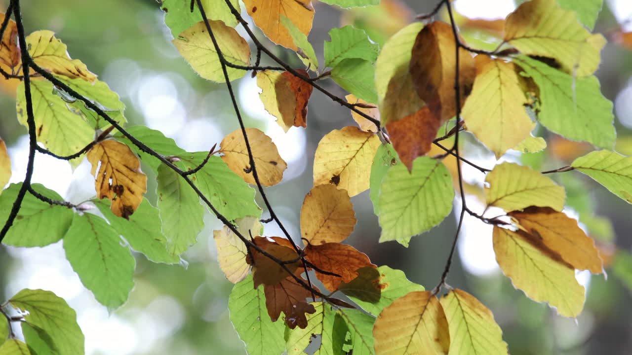 las hojas de los árboles de haya comienzan a cambiar de color otoñal en un bosque inglés, worcestershire
