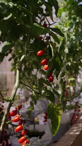 hydroponic tomatoes in an indoor garden