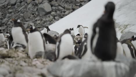 penguin turns on rocks, in the middle of a big group