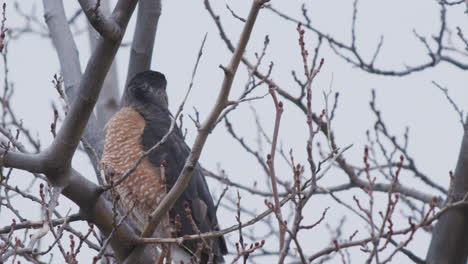 california cooper’s hawk in winter