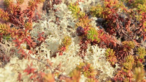 arctic tundra lichen moss close-up. found primarily in areas of arctic tundra, alpine tundra, it is extremely cold-hardy. cladonia rangiferina, also known as reindeer cup lichen.