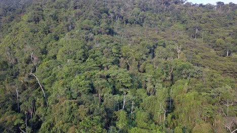 Plantación-De-Café-En-La-Selva-Montañosa-Boliviana