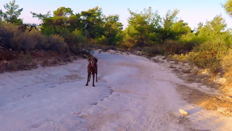 Dogs-on-a-10km-walk-running-and-playing-in-the-local-woodlands