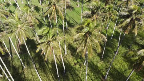 beautiful aerial landscape of green lush palm plantation, hawaii, kauai, kapa’a