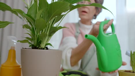 senior woman watering peace lily plant