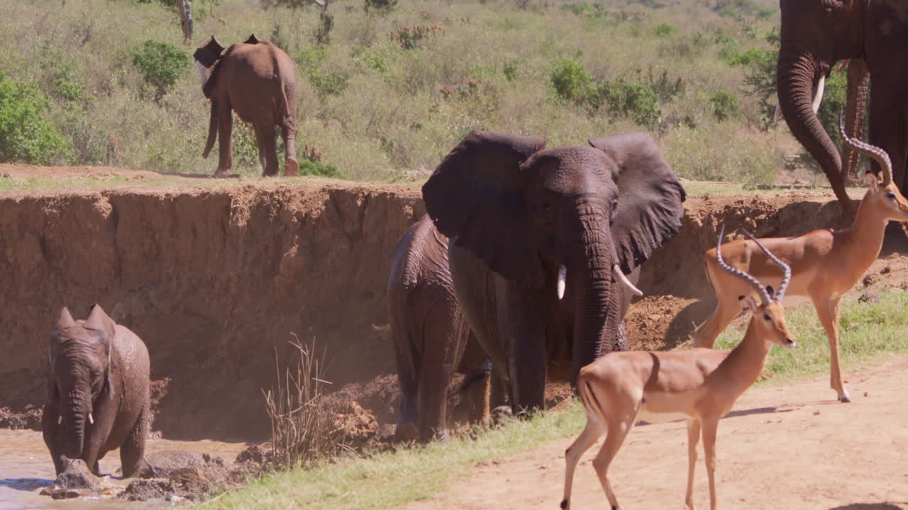 Manada de elefantes-africanos saindo de um charco.