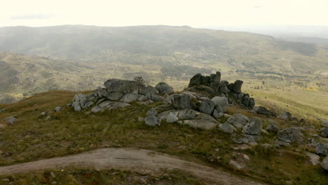 árbol en una roca