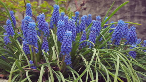 vibrant blue grape hyacinth blooms blow gently in summer breeze