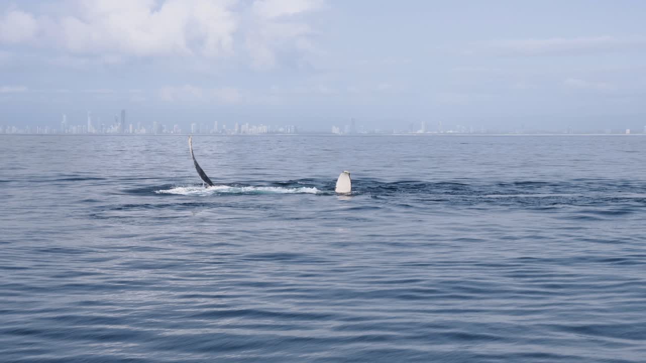 도시 스카이라인 앞 해안 근처의 바다 표면에 가 ⁇  지느러미를 치는 고래