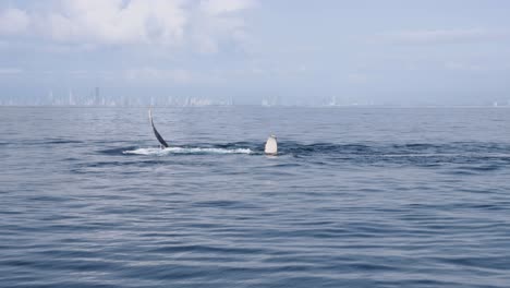 whales slapping pectoral fins against the ocean surface close to a city skyline foreshore