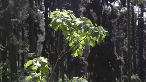 蝴蝶 (butterflies) 是一種鳥類