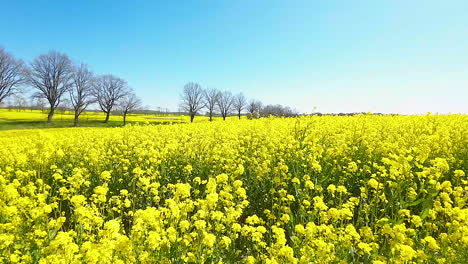 Secuencia-Onírica-De-Vuelo-A-Través-De-Un-Refrescante-Campo-De-Flores-Amarillas-En-Polonia