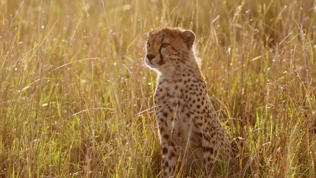 cámara lenta de un cachorro de guepardo joven de cerca retrato de la cara, lindo bebé animal vida silvestre africana en áfrica en la hermosa luz del atardecer naranja dorada en la hierba larga en masai mara, kenia, masai mara