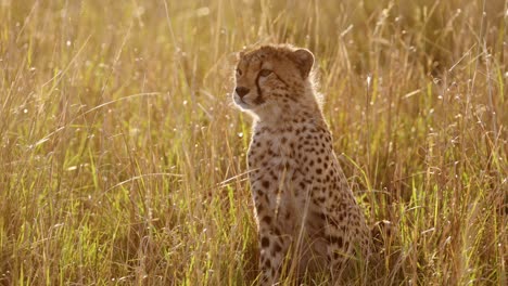 Cámara-Lenta-Del-Joven-Cachorro-De-Guepardo-Cerca-Del-Retrato-De-La-Cara,-Lindo-Bebé-Animal-Vida-Silvestre-Africana-En-áfrica-En-La-Hermosa-Luz-Naranja-Dorada-Del-Atardecer-En-La-Hierba-Larga-En-Masai-Mara,-Kenia,-Maasai-Mara