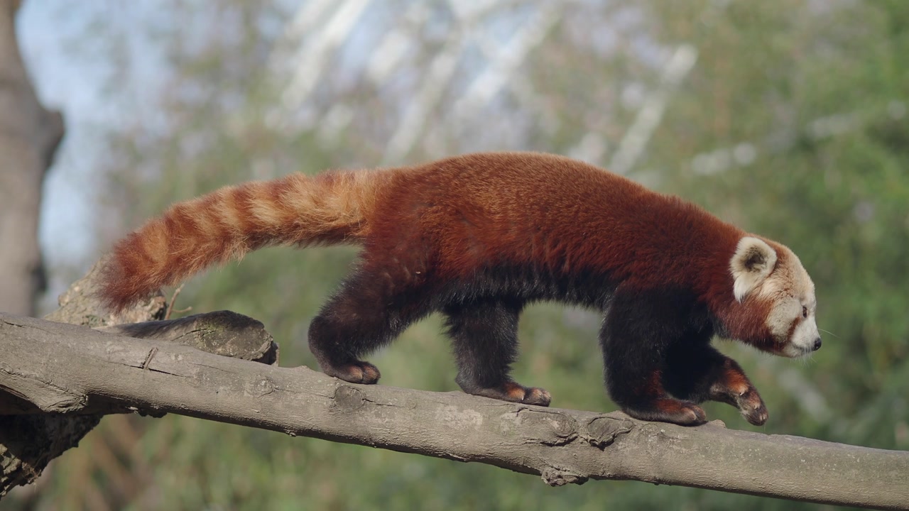 Red Panda Scratching Its Head and Walking on a Tree Branch