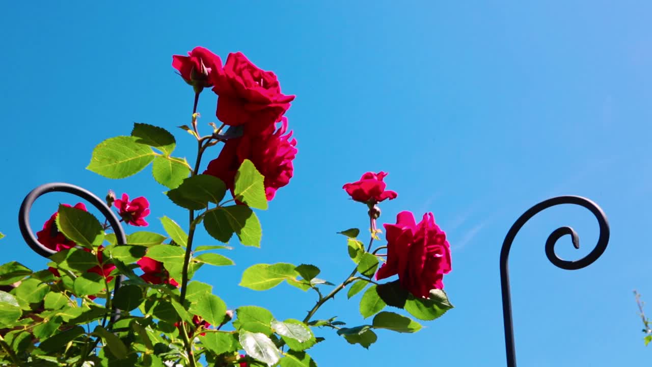 Red roses against blue sky on a sunny day