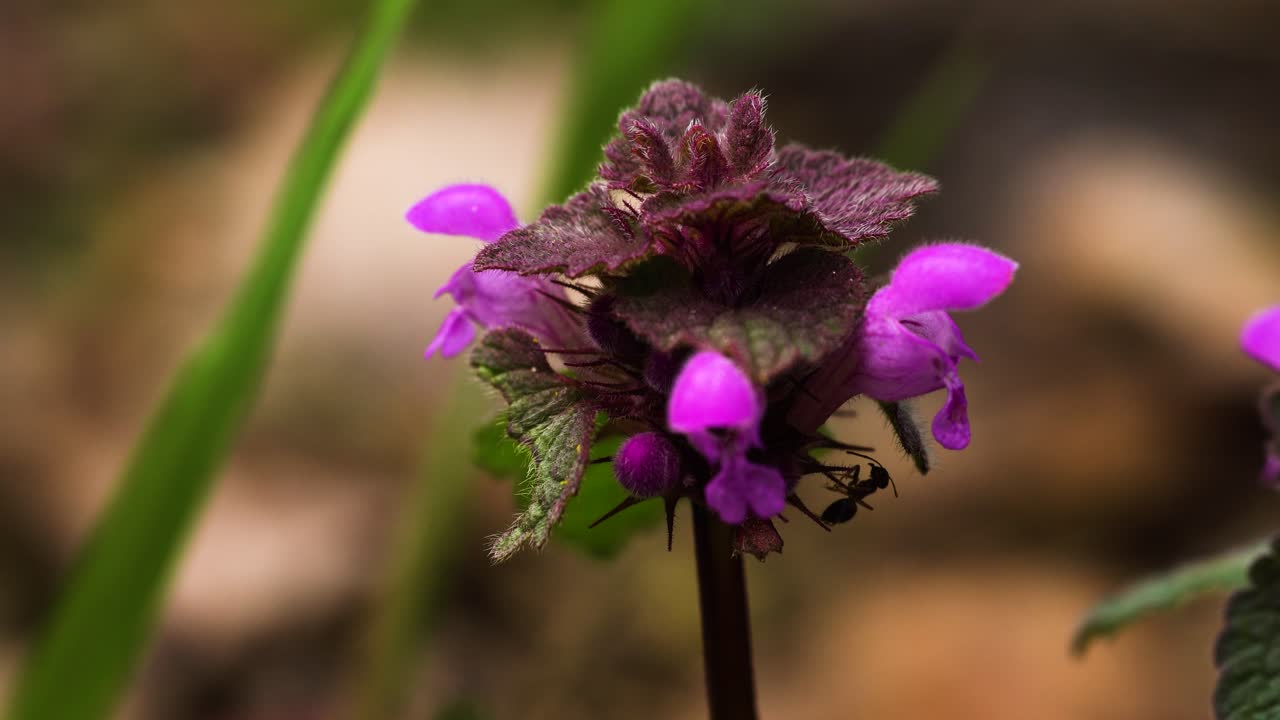 inflorescencia de ortiga morada muerta con una pequeña hormiga caminando sobre flores rosas y hojas borrosas