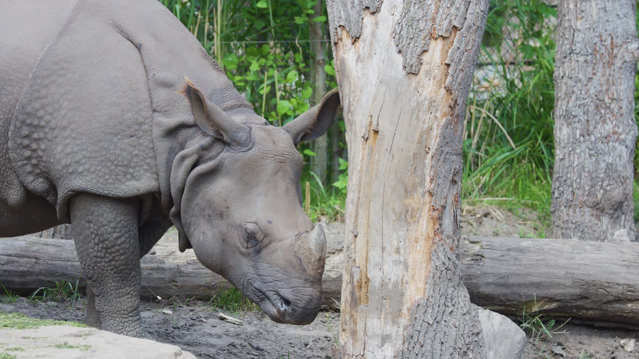 Greater one-horned rhinoceros explores natural zoo habitat, interacting with trees and logs in daylight